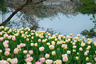 Close-up of fresh white flowering plants by trees on field