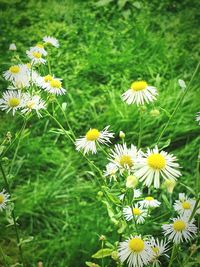 Close-up of white daisy flowers on field