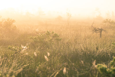 Close-up of grass growing in field