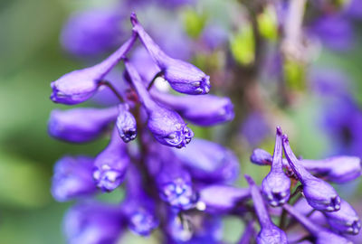 Blue delphinium beautiful flowers in summer garden. blooming plants in the countryside.