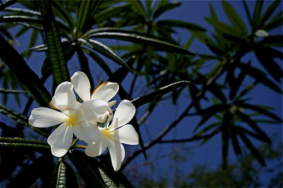 Close-up of white flowers blooming outdoors