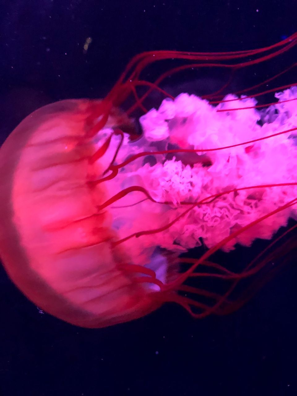 CLOSE-UP OF PURPLE FLOWER IN SEA