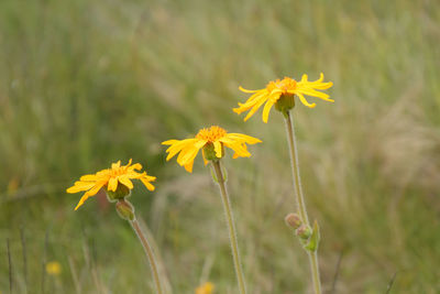 Close-up of yellow flowering plant on field