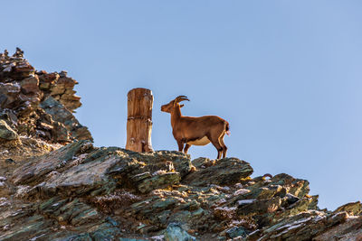 Low angle view of animal on rock against clear blue sky