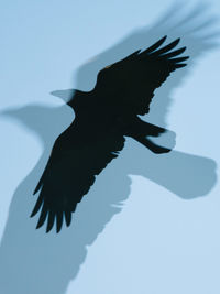 Silhouette of bird flying against the sky