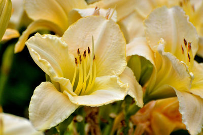 Close-up of white flowering plant