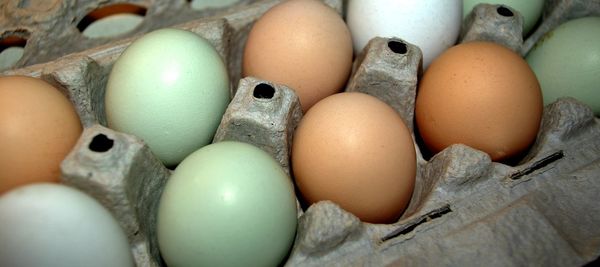 Close-up of eggs in carton