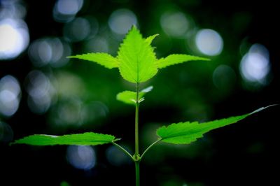 Close-up of fresh green leaves