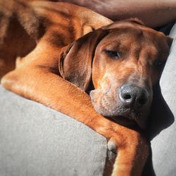 Close-up portrait of dog