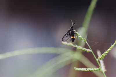 Close-up of butterfly on leaf