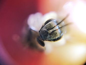 Close-up of bee