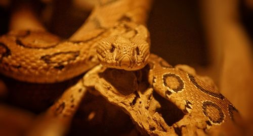 Close-up of lizard