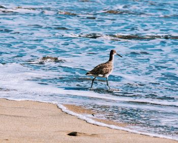 High angle view of gray heron perching on beach