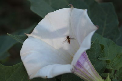 Close-up of insect on flower