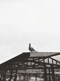 Low angle view of bird perching on roof against sky