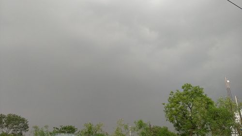 Low angle view of trees against sky