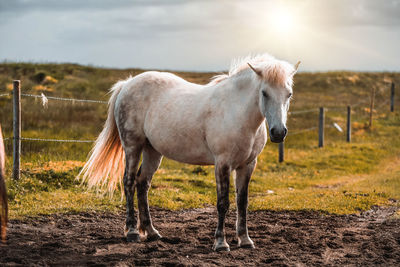 Horse in ranch