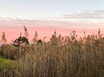 Plants growing on field against sky at sunset