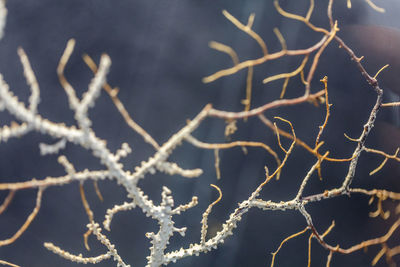  close-up of a coral