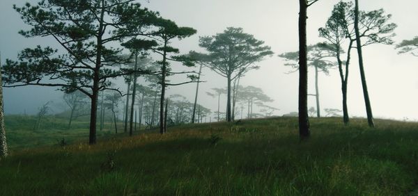 Trees on field against sky