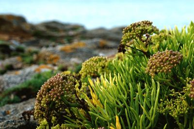 Close-up of cactus plant