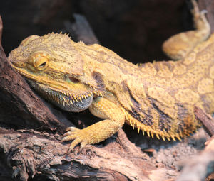 Close-up of lizard on rock