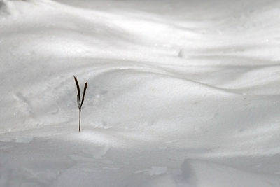 Close-up of snow