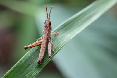 Close-up of insect on leaf