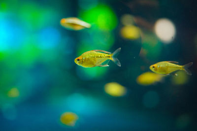 Close-up of fish swimming in aquarium