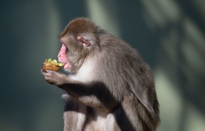 Monkey eating kiwi fruit