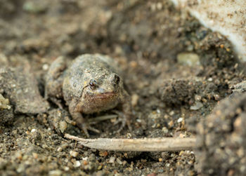 Close-up of frog on rock