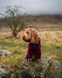 An outdoor portrait of an apricot cockapoo dog in the scottish countryside