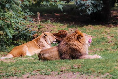 Lion couple dozing together in a savannah in zambia. lion licks its mouth with its big red tongue