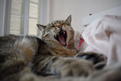 Close-up of cat lying down