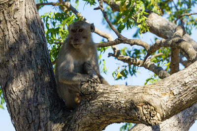 Low angle view of monkey sitting on tree