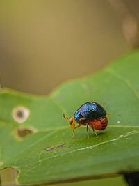 Universal ladybug, word