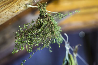 Close-up of dried plant