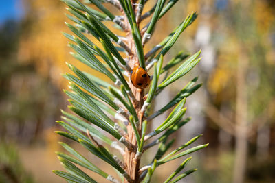 Close-up of insect on pine tree
