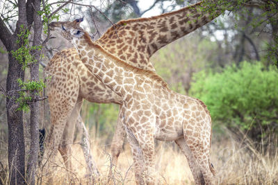 Close up view of giraffes in african savannah, madikwe game reserve, south africa