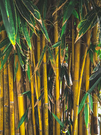 Full frame shot of bamboo plants