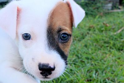 Close-up portrait of puppy