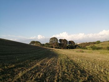 Scenic view of agricultural field against sky