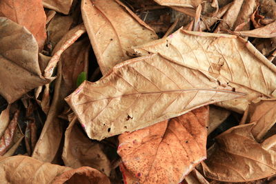 High angle view of dried leaves