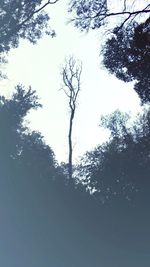 Low angle view of trees in forest against sky