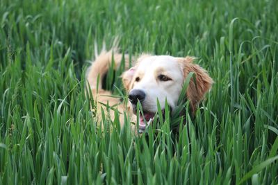 Close-up of dog on field