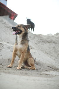 Dog on the beach