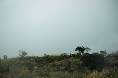 Trees growing in forest against clear sky