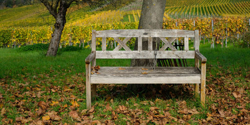 Wooden bench in front of a vineyard in autumn colouring