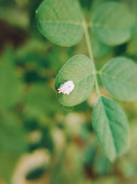 Close up of leaves