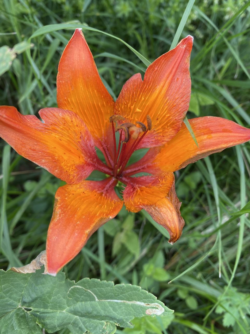 CLOSE-UP OF ORANGE FLOWER ON LEAF